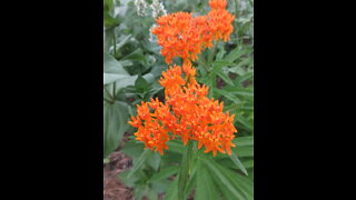 Attracting Butterflies Butterfly Milkweed July 22, 2021