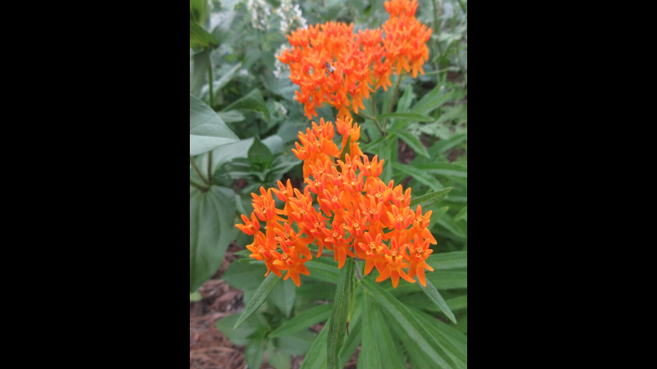 Attracting Butterflies Butterfly Milkweed July 22, 2021