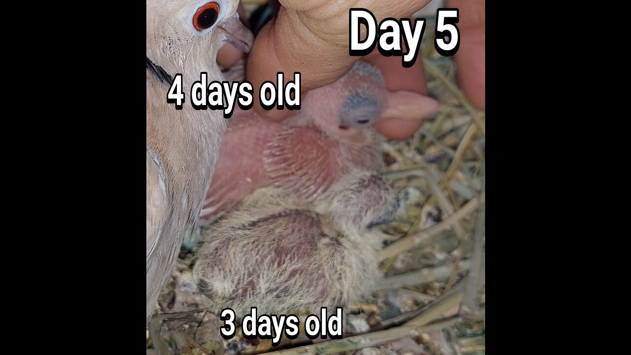 Ringneck Dove babies day 05