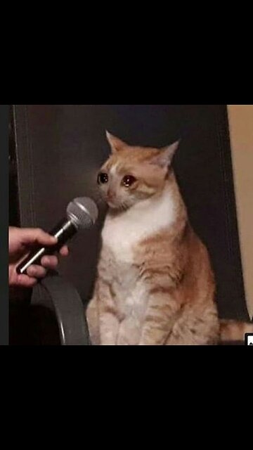 When Cats Make Themselves Even Funnier! 😂🐱