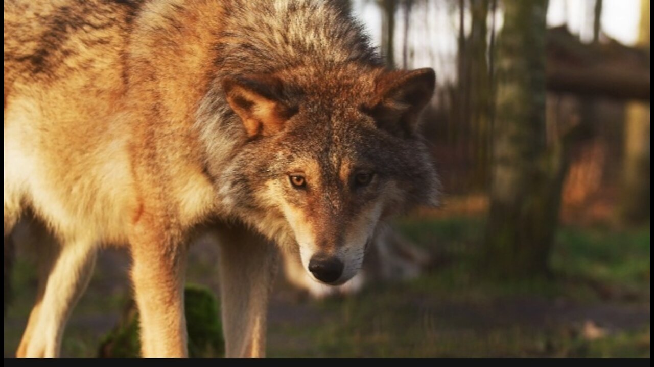It's a wily wolf you never think to play with