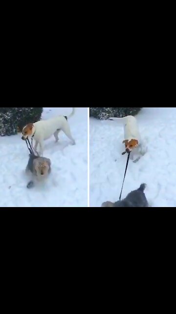 Dog biting his friend's collar doesn't want to let him get away and ends up holding his friend