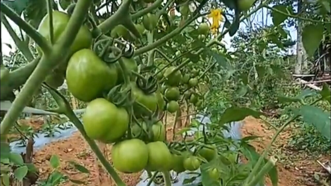 tomato garden