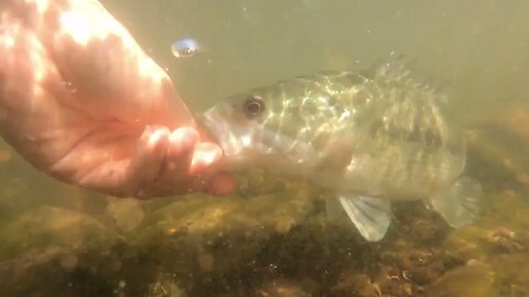 Fishing Tennessee River Trailer