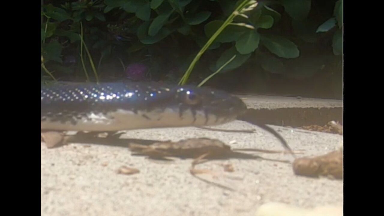 A new Fairy Garden visitor