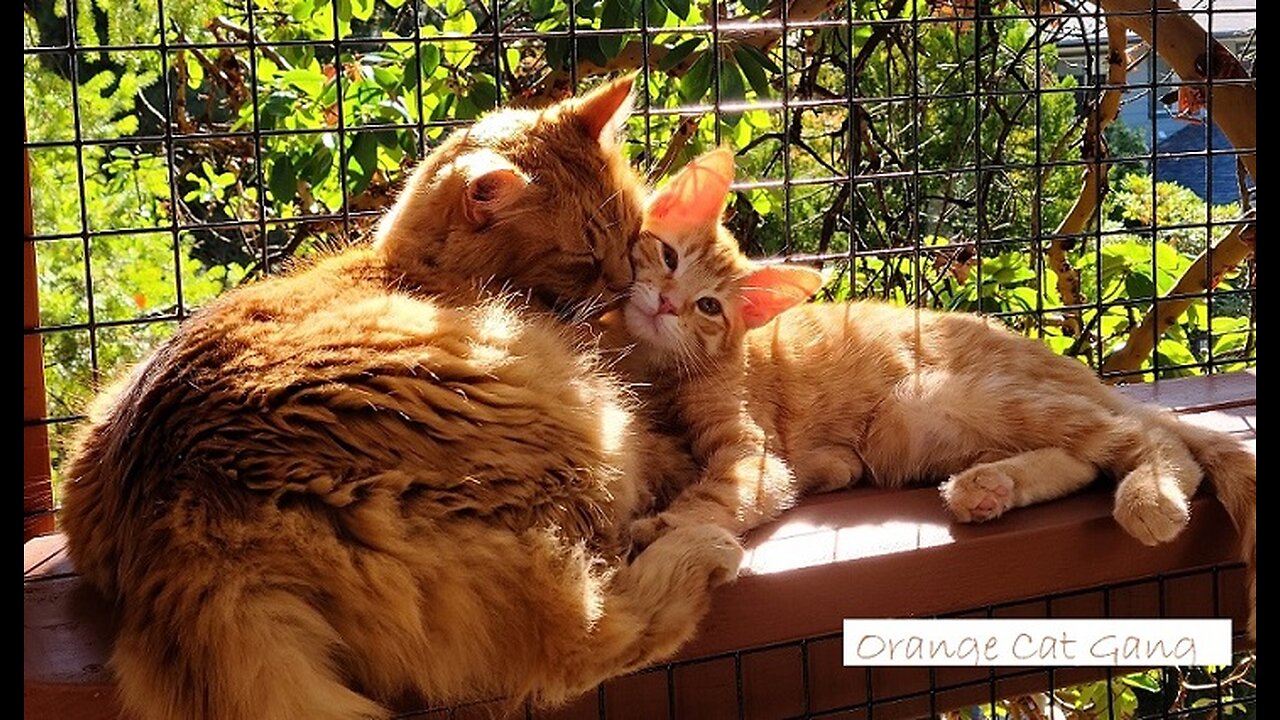 Adorable Cats bath time!