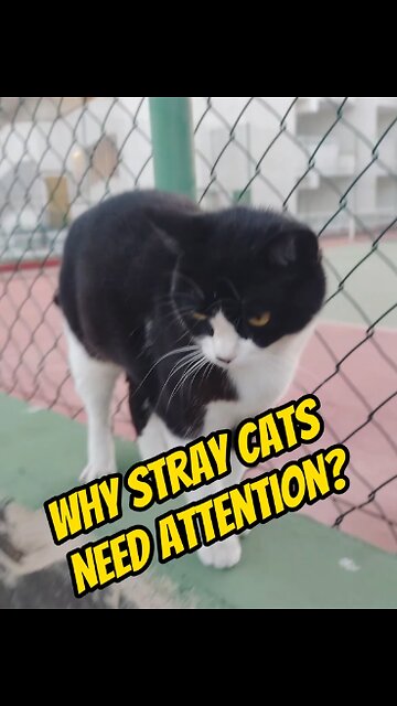 Stray Cats: Why Is It Important to Show Them Attention?