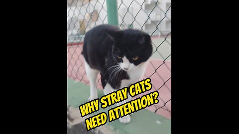 Stray Cats: Why Is It Important to Show Them Attention?