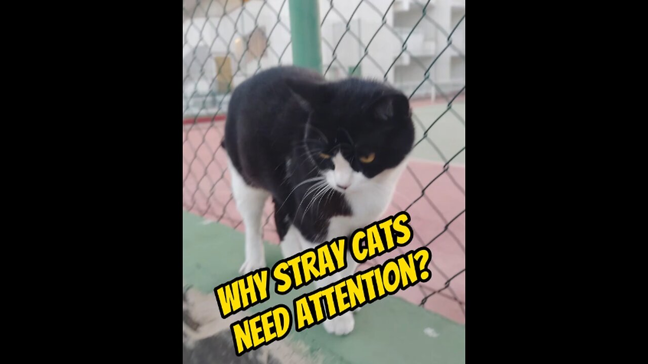 Stray Cats: Why Is It Important to Show Them Attention?