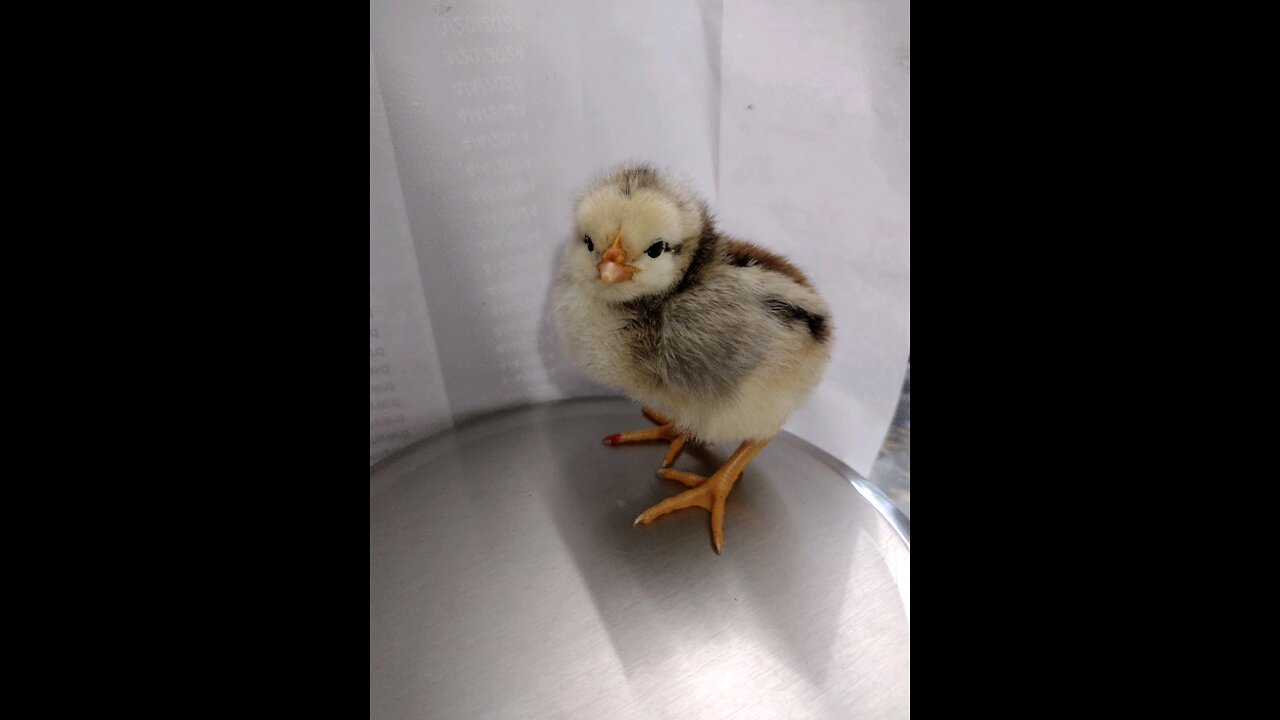 May chicks hatch day!