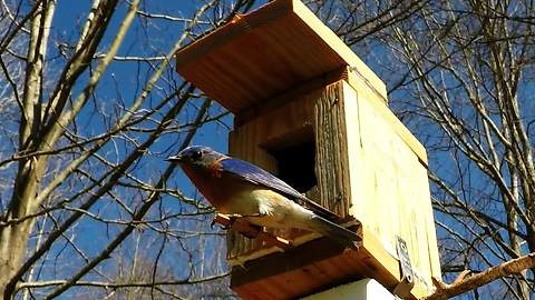 Slow motion captures stunning detail of nesting bluebirds