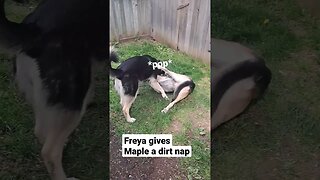 Freya Gives Maple A Dirt Nap #cute #dog #doggo #shepsky #dogmeme #cutedog #shorts