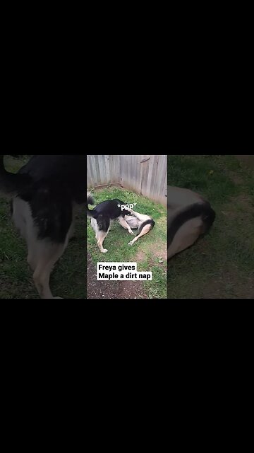Freya Gives Maple A Dirt Nap #cute #dog #doggo #shepsky #dogmeme #cutedog #shorts