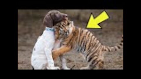 This Puppy Was In For A Surprise When This Tiger Cub Came Up To Him