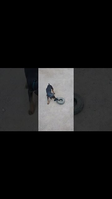 🐕❤️#dobermanpuppy drags a TIRE BIGGER THAN HER! 🤯 #doberman #dobermanlove #dobermanpinscher #dobie