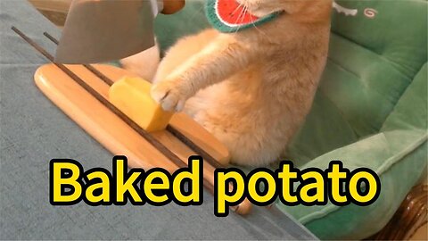 Cat baked potatoes