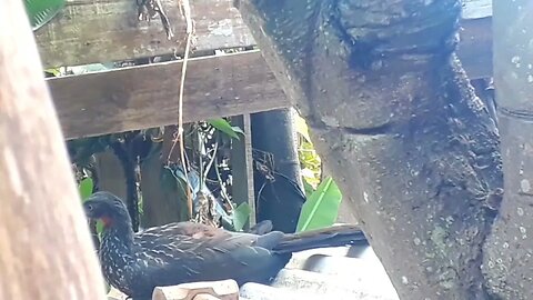 Jacu deitado Jacuaçu em busca de comida Penelope aves craciformes, guans, pava