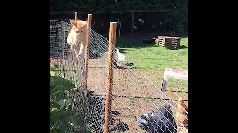Adorable Kitten Walks The Tightwire