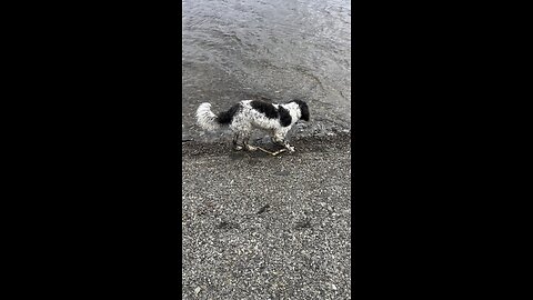 Beautiful Portuguese water dog.