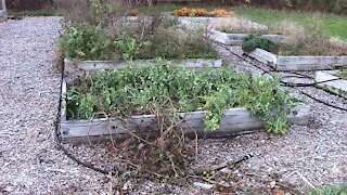 Garden Fails and How to Overcome them