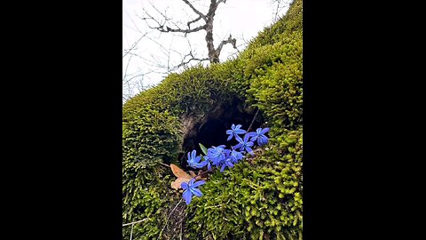 Spring has come 🍃🪻