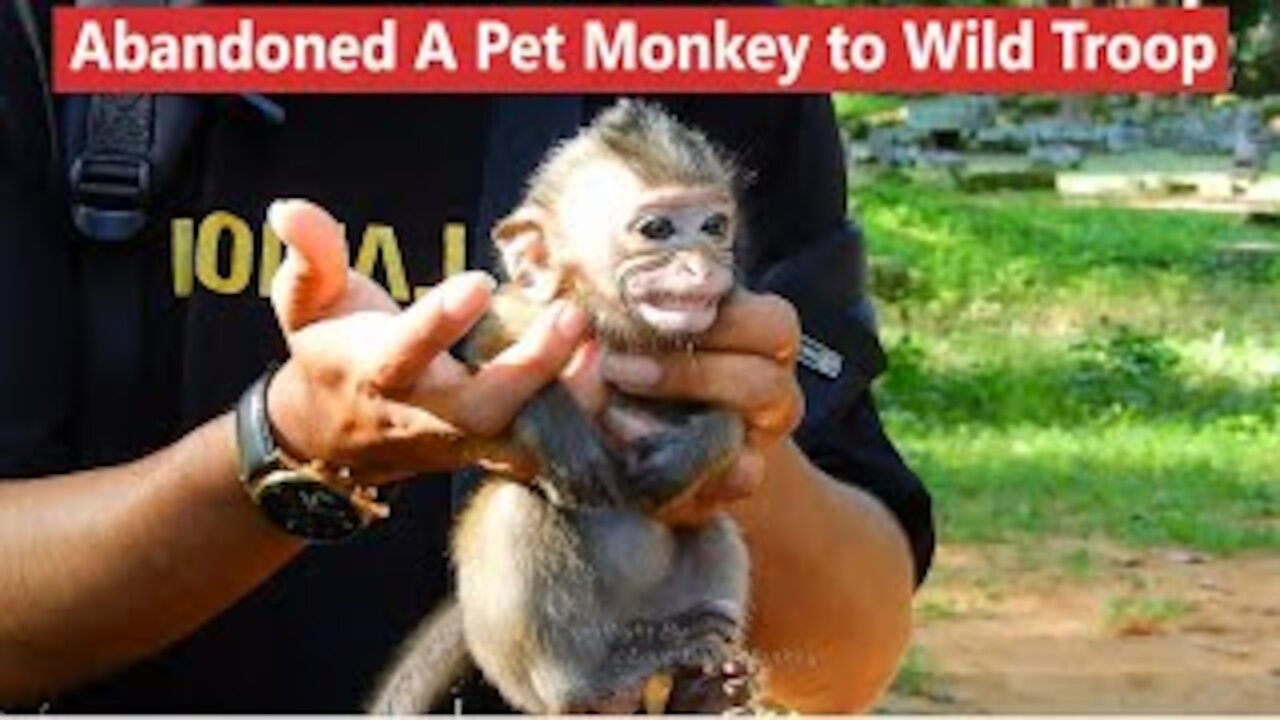 😂🤣😍A Young Man Abandoned A Pet Baby Monkey Into Wild Troop, How Can He Survive?🤣😂😍