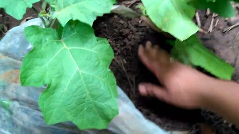 colhendo batata 🥔🥔 no saco