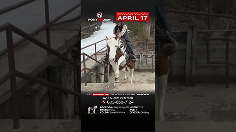 🅲🅾🅾🅻 🆆🅷🅸🅿 Well broke adorable pony gelding!
