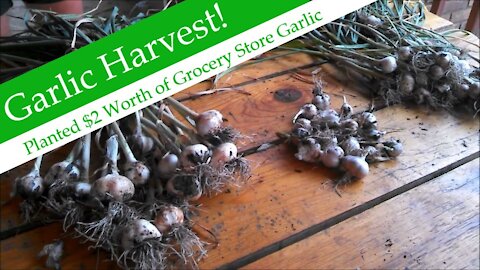 Garlic Harvest from $2 worth of Grocery Store Garlic