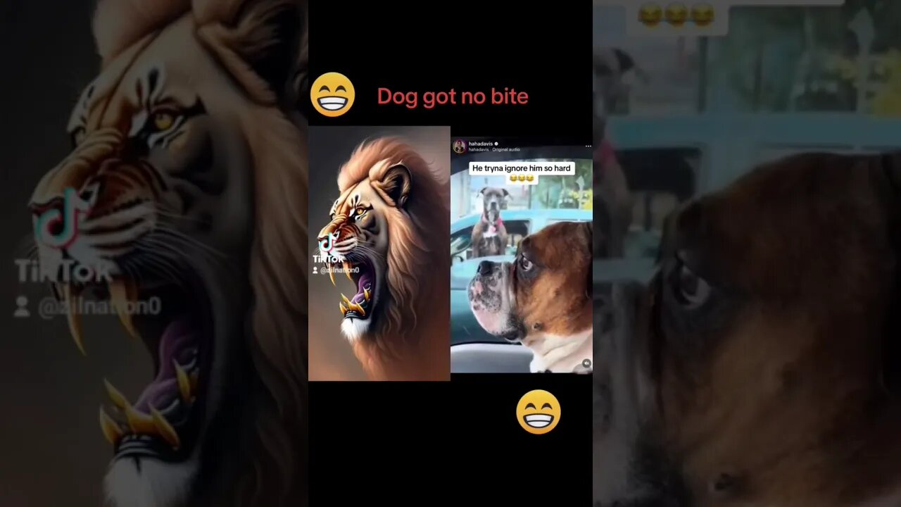 Funny dog clip