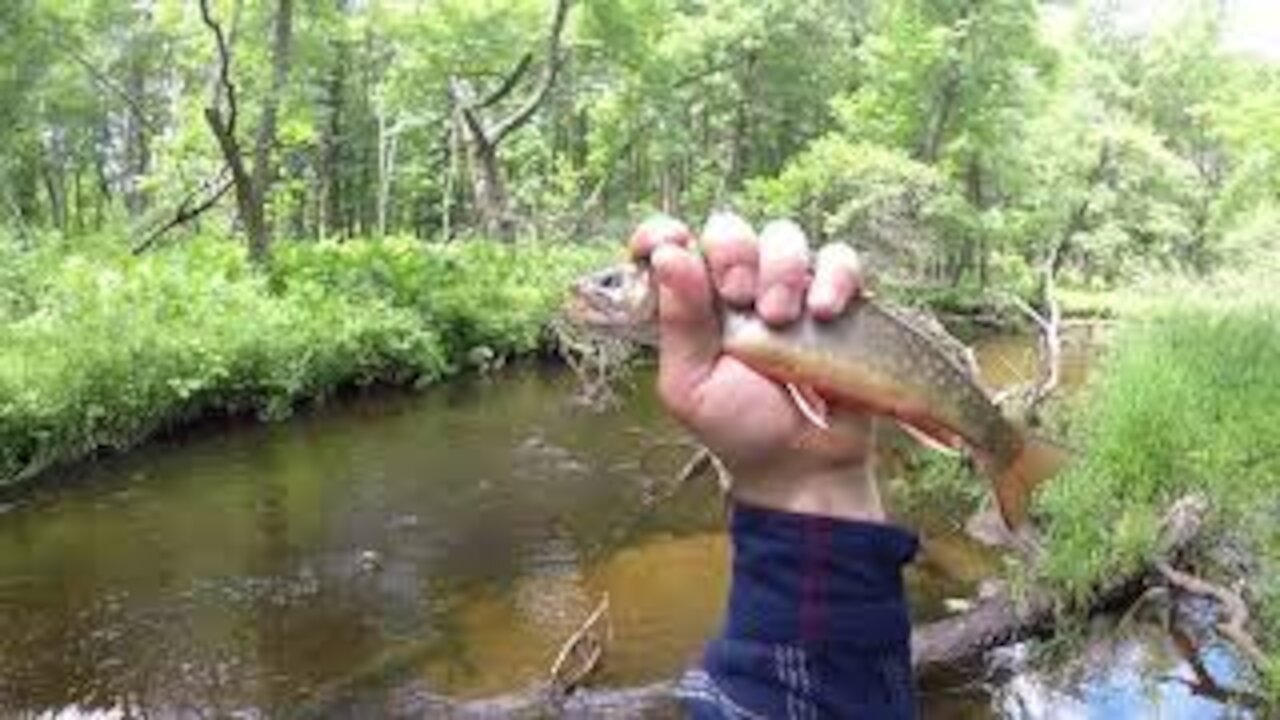 What's Biting You Ask? Mosquitoes, Trout, And More Mosquitoes