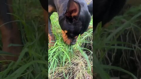 VIRAL PUPPY GOES FOR A WALK [4K#] #shorts #short #subscribe