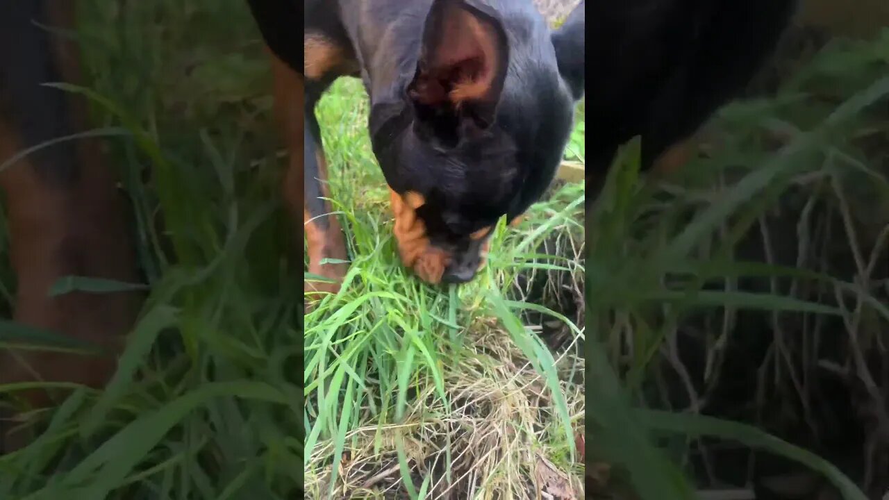 VIRAL PUPPY GOES FOR A WALK [4K#] #shorts #short #subscribe