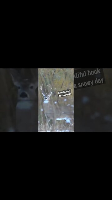 buck in snow! #beauty #shortsvideo #shortsfeed #hunting #wildlife #deer #life #outdoors #wyoming