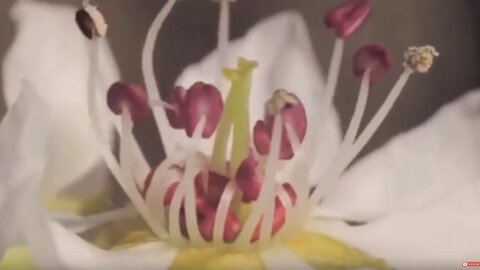 Amazing Flower blooming video