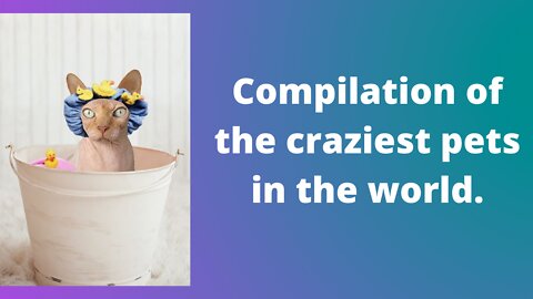 Best compilation of crazy pets today