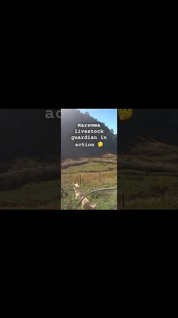 Farm surveillance. Maremma sheep dog hopping