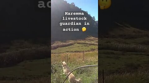 Farm surveillance. Maremma sheep dog hopping