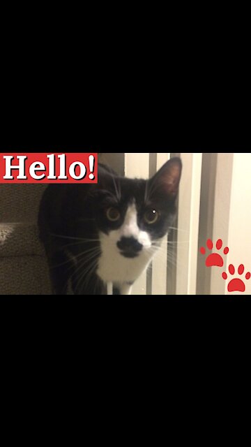 Kitty Cat With A Mustache