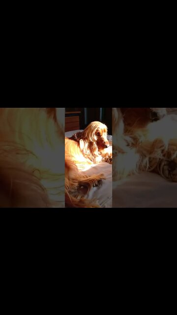 #dogshow, #amimals, #dogs, #shorts