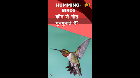 Hummingbirds के बारे मे आपको क्या जानना चाहिए *