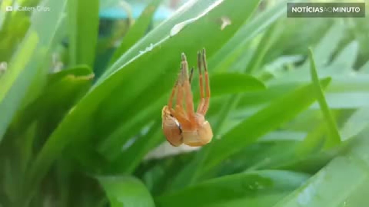 Vídeo mostra momento em que uma aranha gigante troca de pele