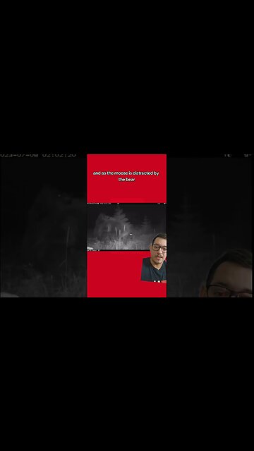 Bear and wolf team up!