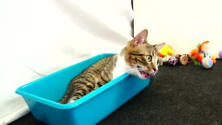 Tired Kitten Hides in a Basin