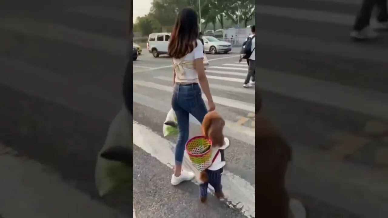 Two Legged Dog With With Chinese Girl Freind