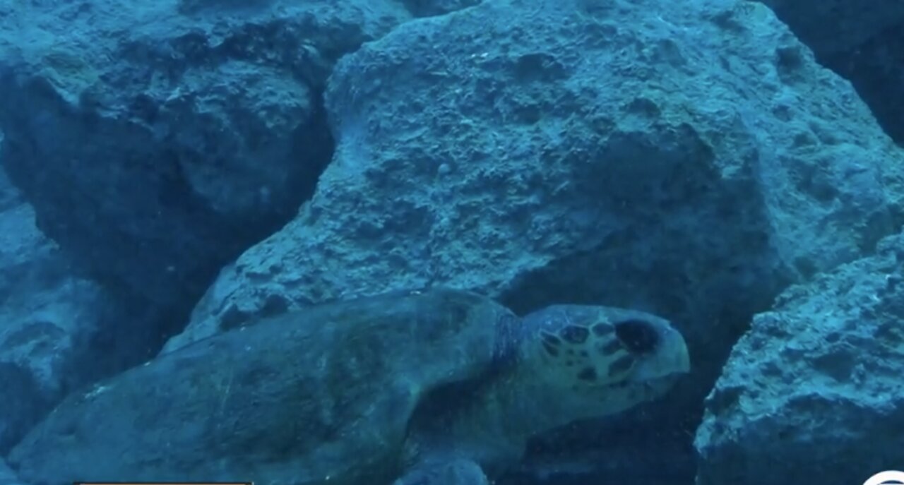 A living legacy: Building new reefs