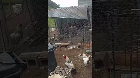 Farm cam. Young cockerel runs past Trevor the rooster while Roger the rooster watches Trevor