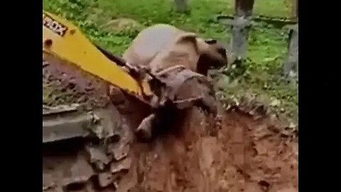 Excavator saves an elephant