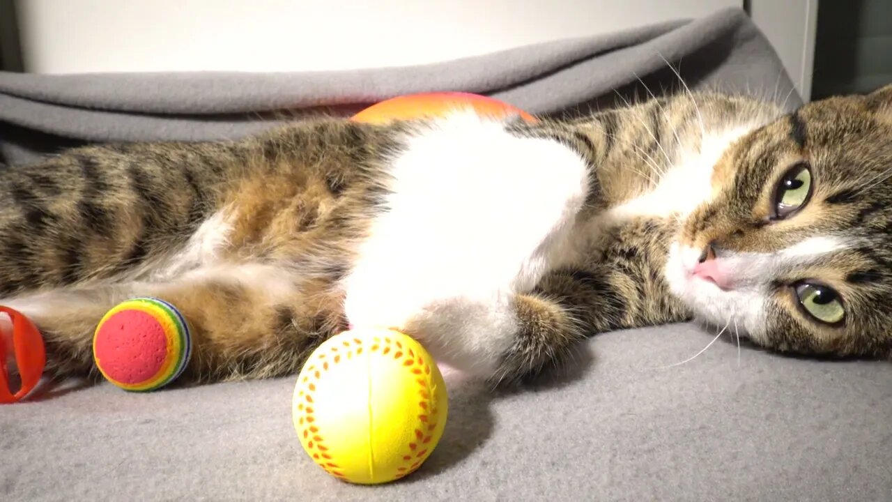 Cute Cat Keeps an Eye on His Toys