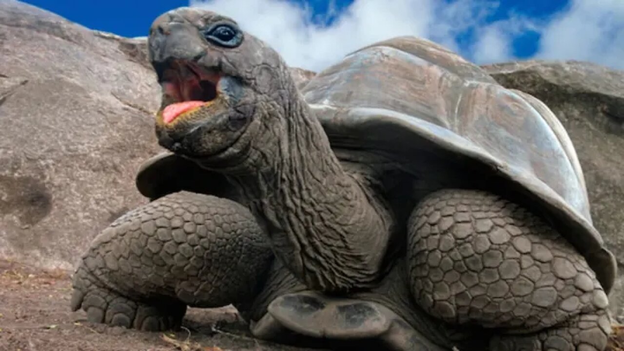 SAM HILL AMERICAN SHA POWER HOUR "SAVING ANDY" 7/18/24